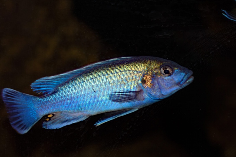 Melanochromis lepidiadaptes 'Makanjila Point'